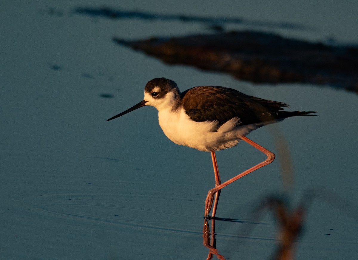Black-necked Stilt (Black-necked) - ML644574870