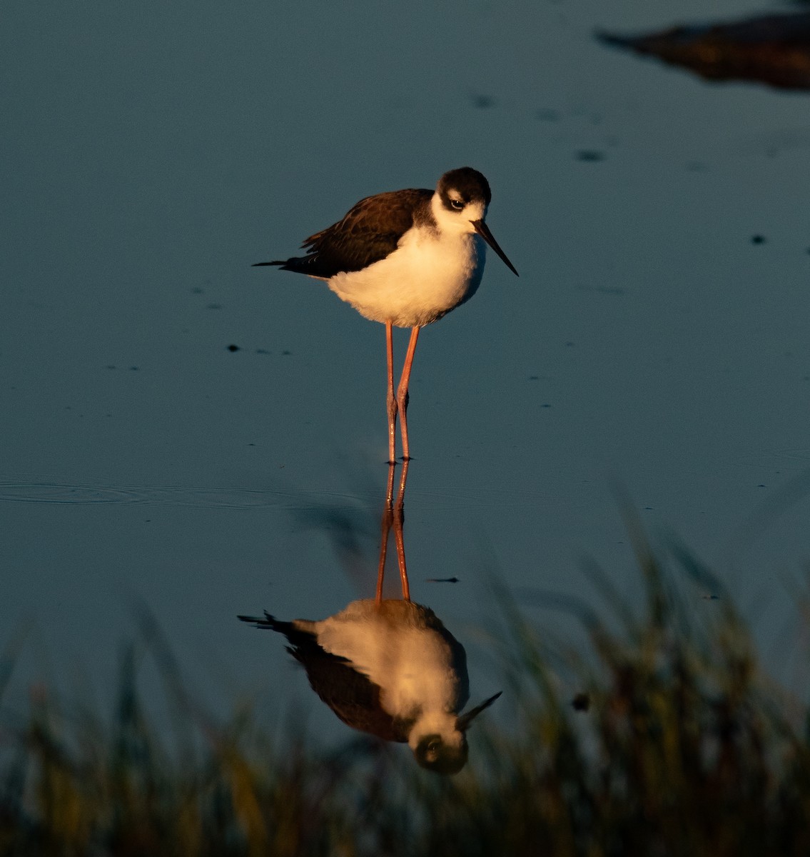 Black-necked Stilt (Black-necked) - ML644574872