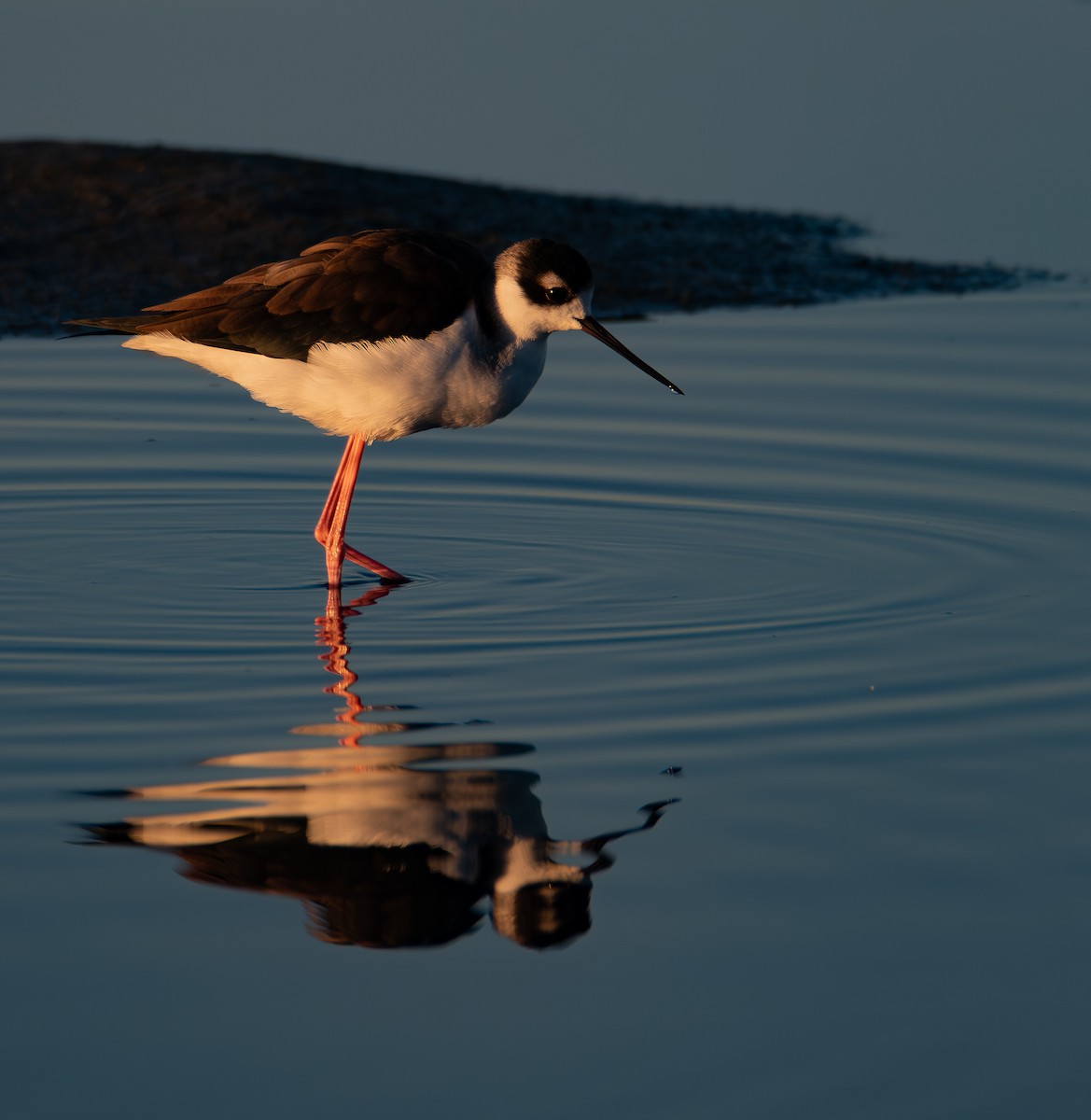 Black-necked Stilt (Black-necked) - ML644574873