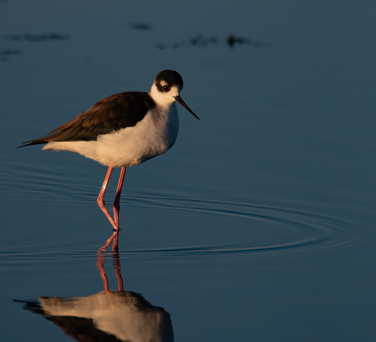 Black-necked Stilt (Black-necked) - ML644574874