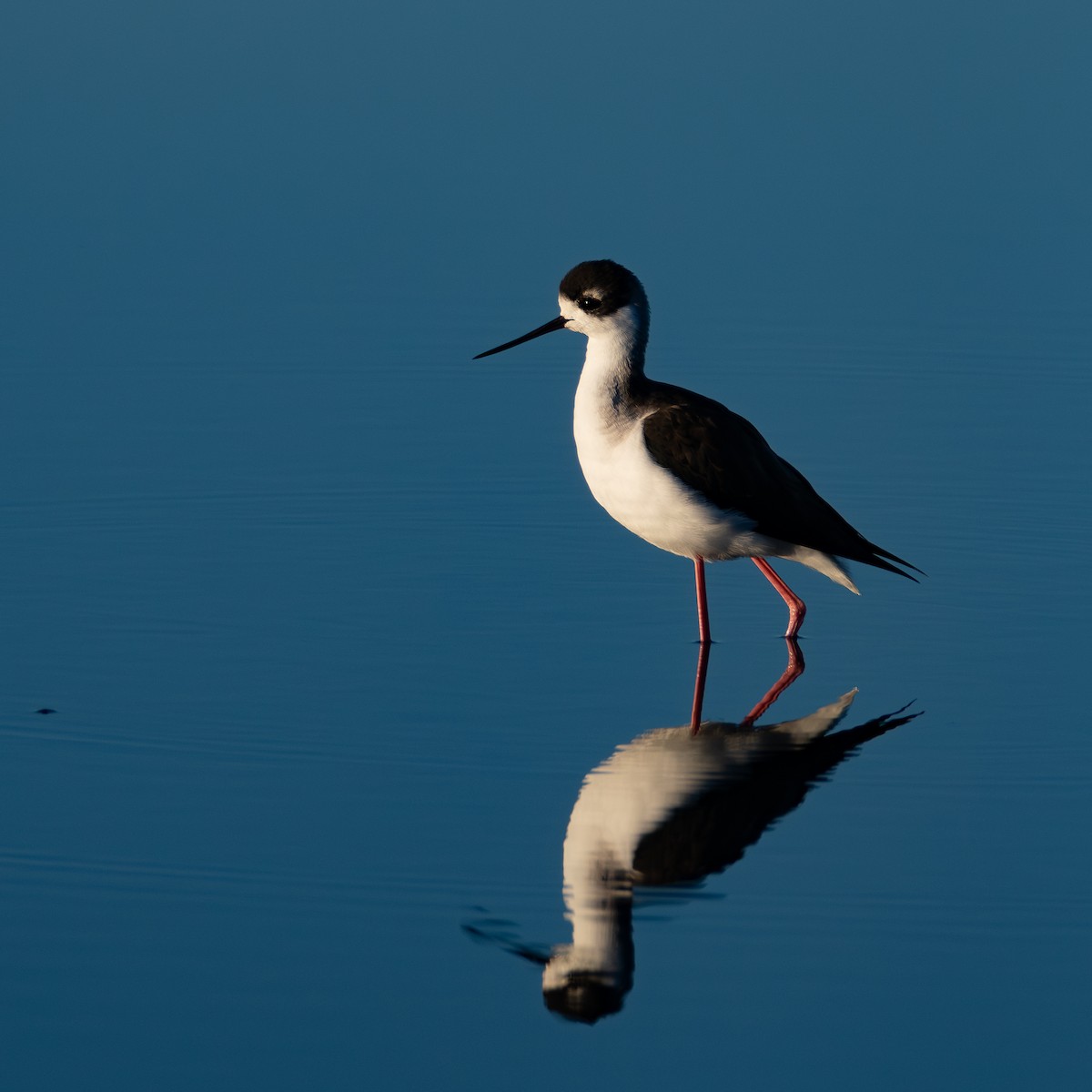 Black-necked Stilt (Black-necked) - ML644574879