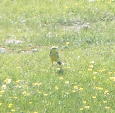 Citrine Wagtail - ML644574889