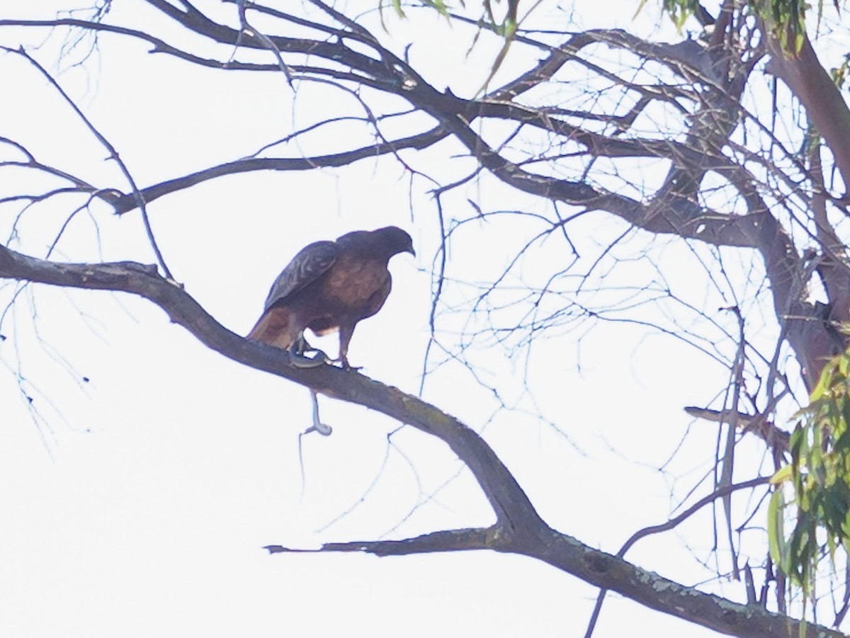 kongeørn - ML644574890