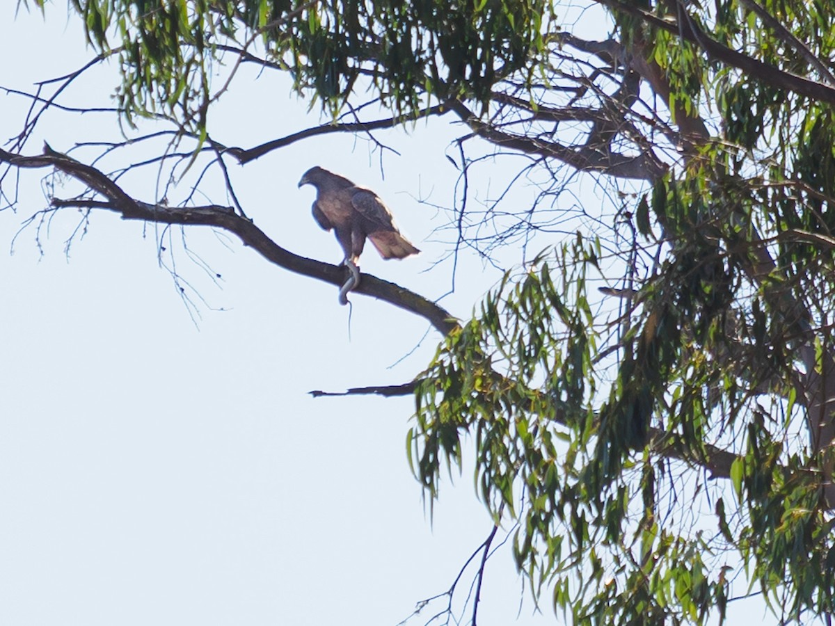 kongeørn - ML644574891