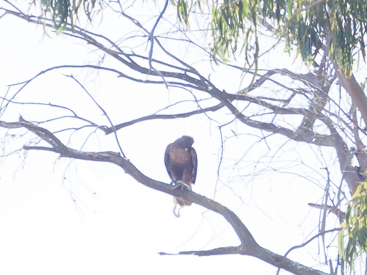 kongeørn - ML644574892