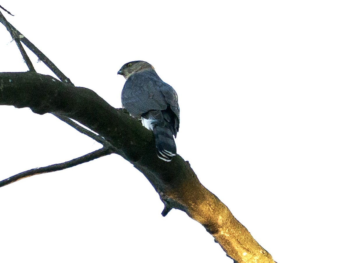 Cooper's Hawk - ML644574907