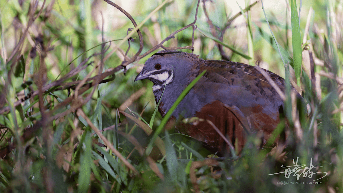 Asya Mavi Bıldırcını - ML644574913