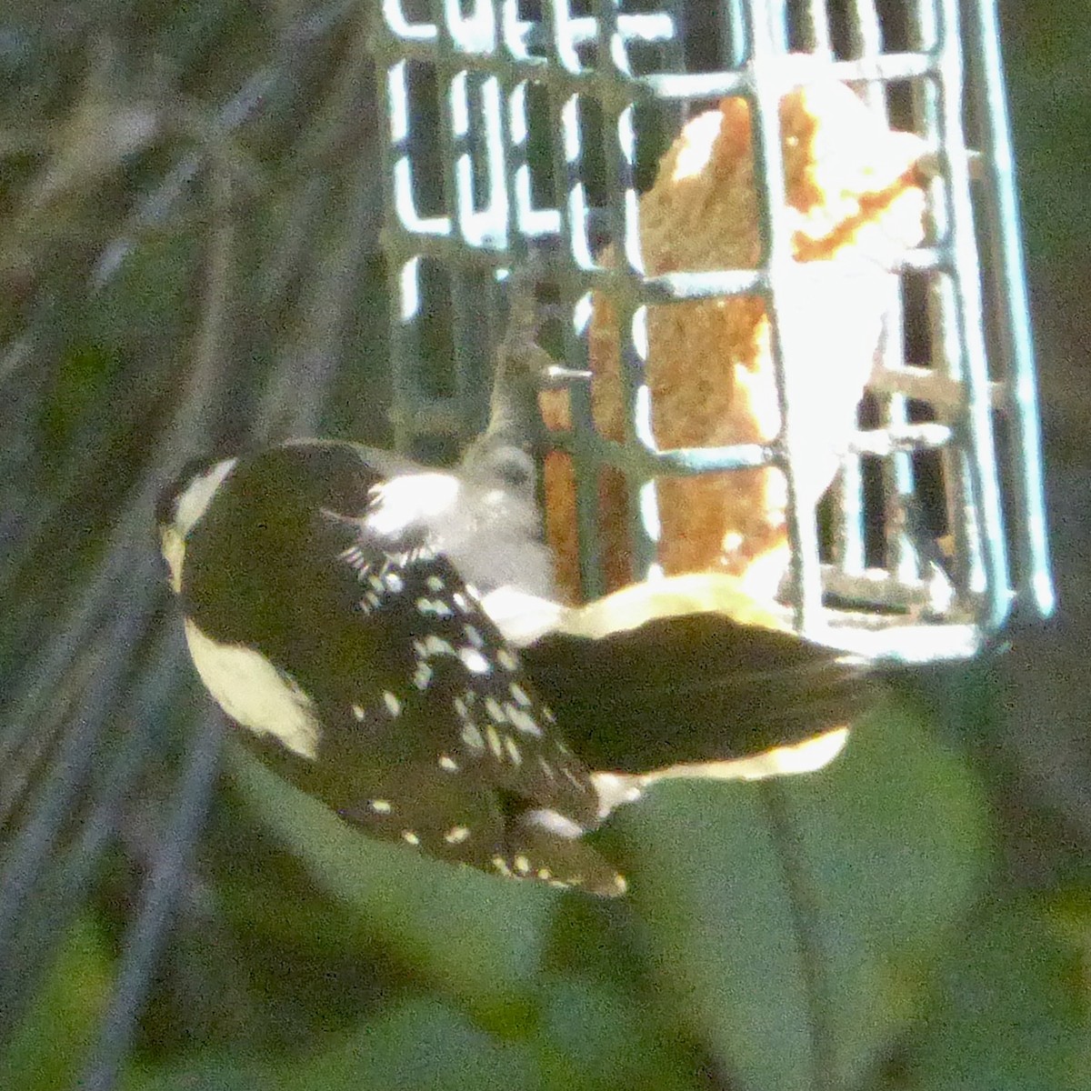 Yumuşak Tüylü Ağaçkakan - ML644574922