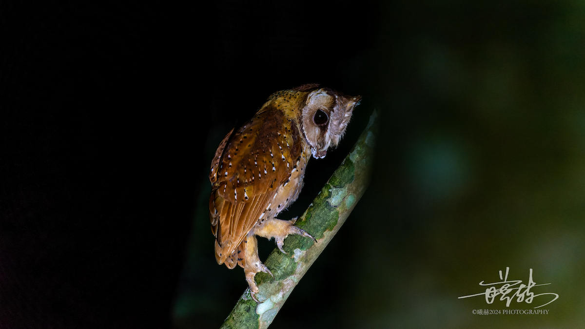 ニセメンフクロウ - ML644574923