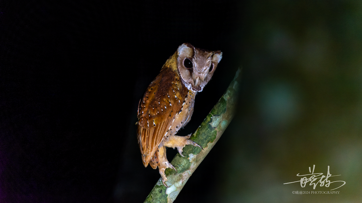 ニセメンフクロウ - ML644574924