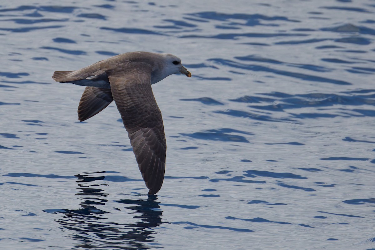 Буревісник кочівний - ML644574931