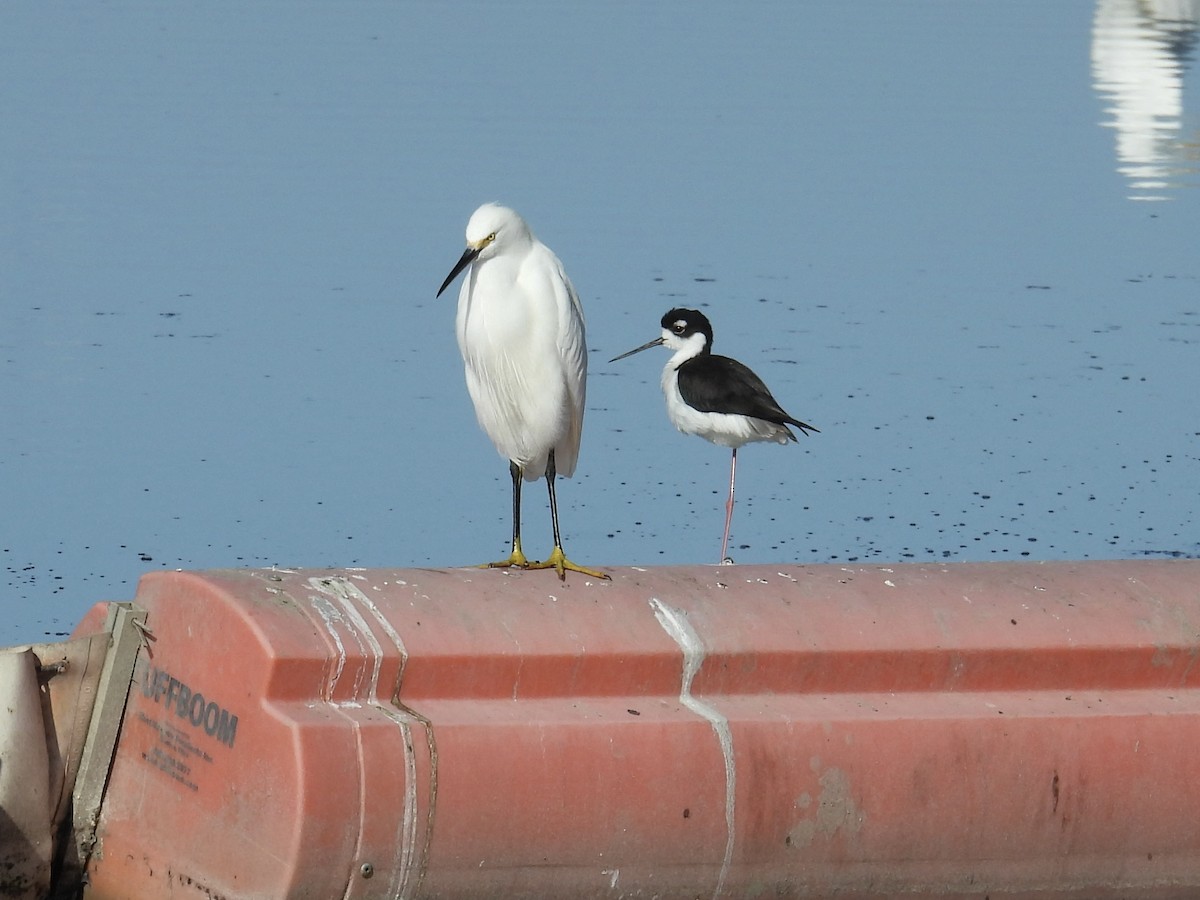Black-necked Stilt - ML644574938