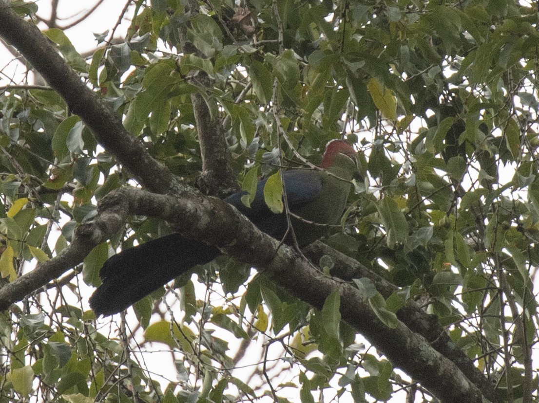 Fischer's Turaco - ML644574939