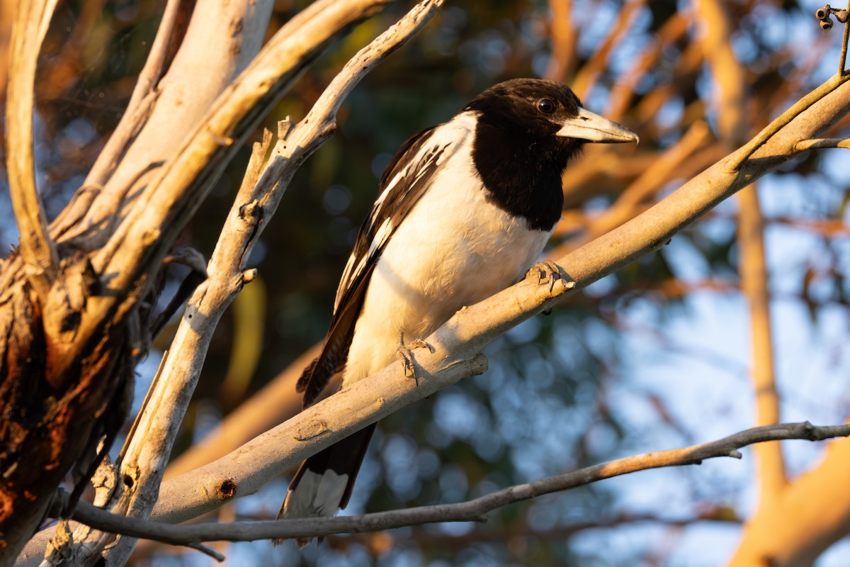 sangslakterfugl - ML644574940