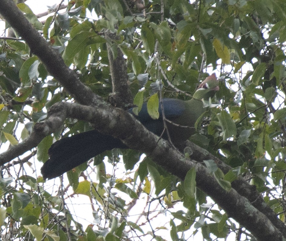 Fischer's Turaco - ML644574941