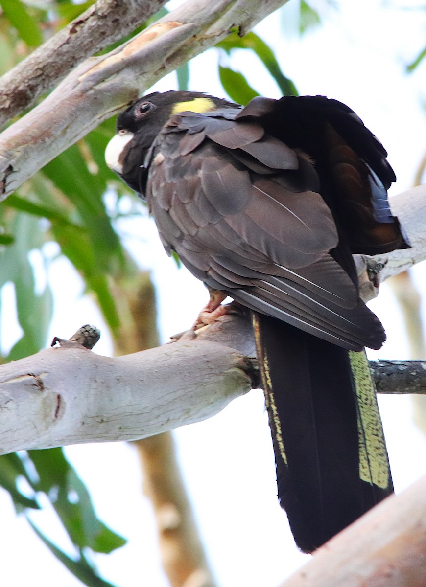 キイロオクロオウム - ML644574946