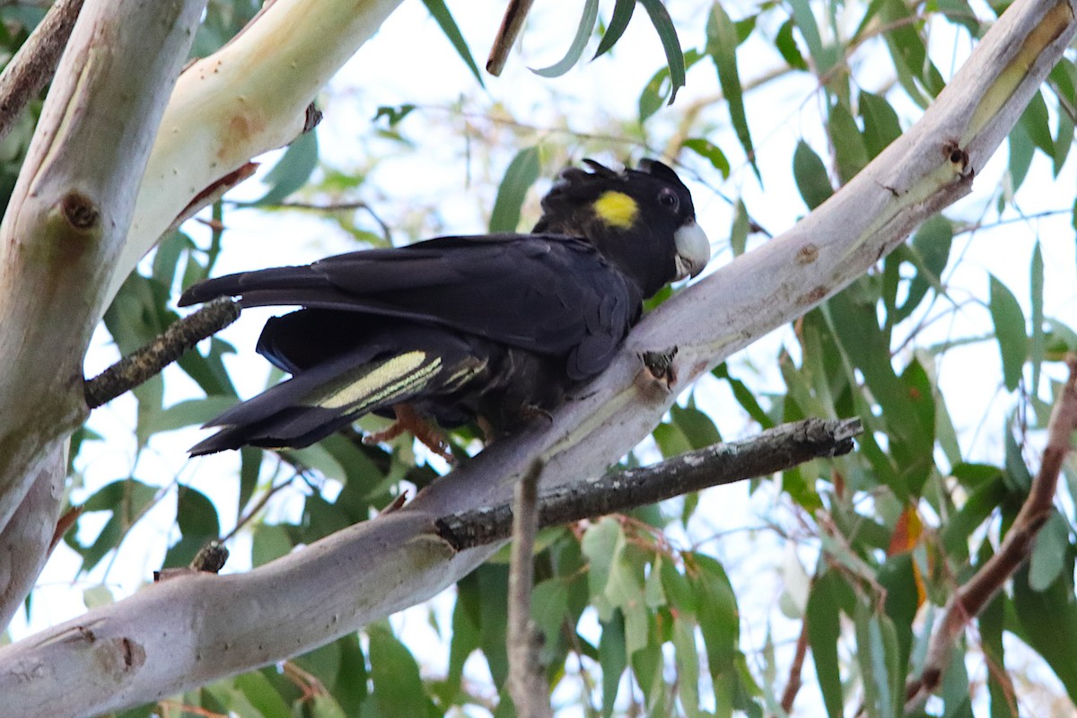 キイロオクロオウム - ML644574947