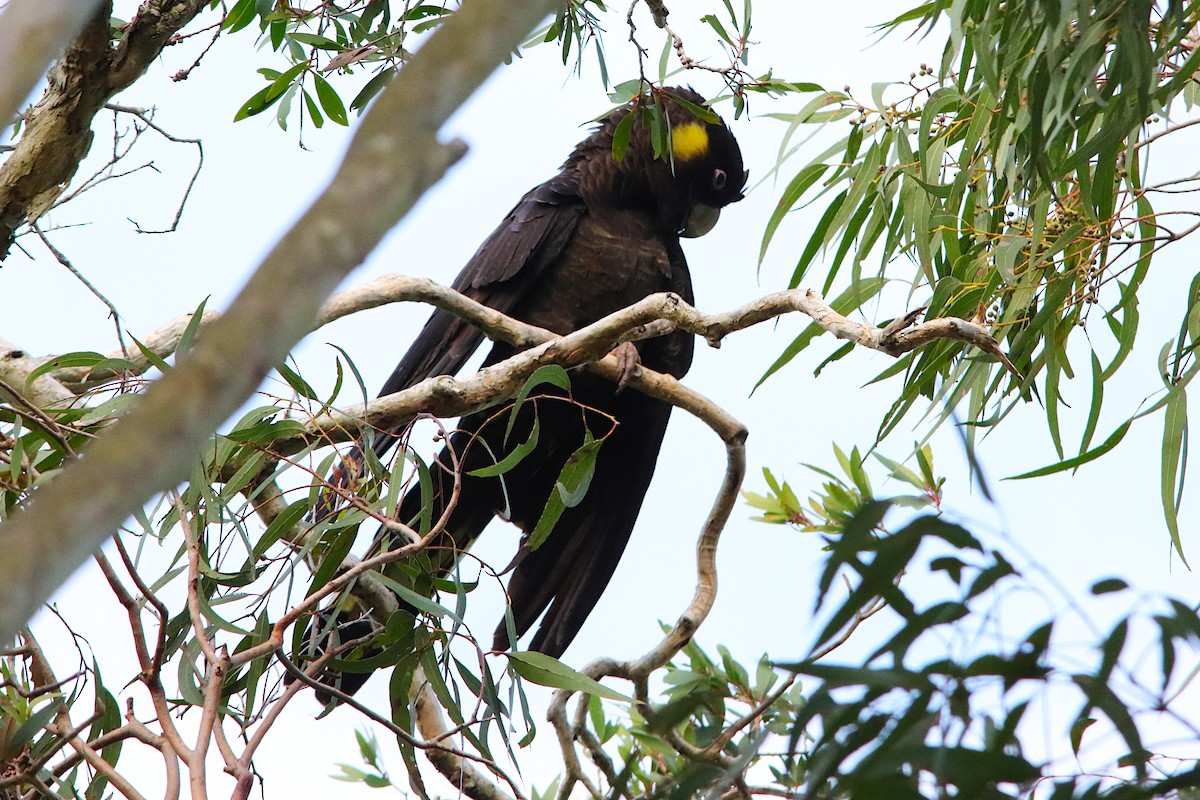 キイロオクロオウム - ML644574948