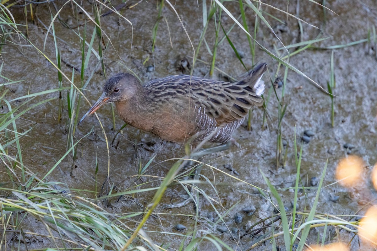 chřástal kalifornský (ssp. obsoletus) - ML644574952