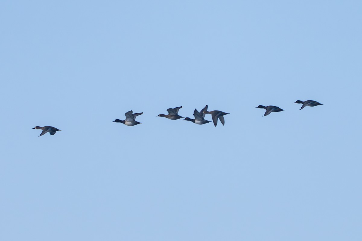 Porrón Americano - ML644574956