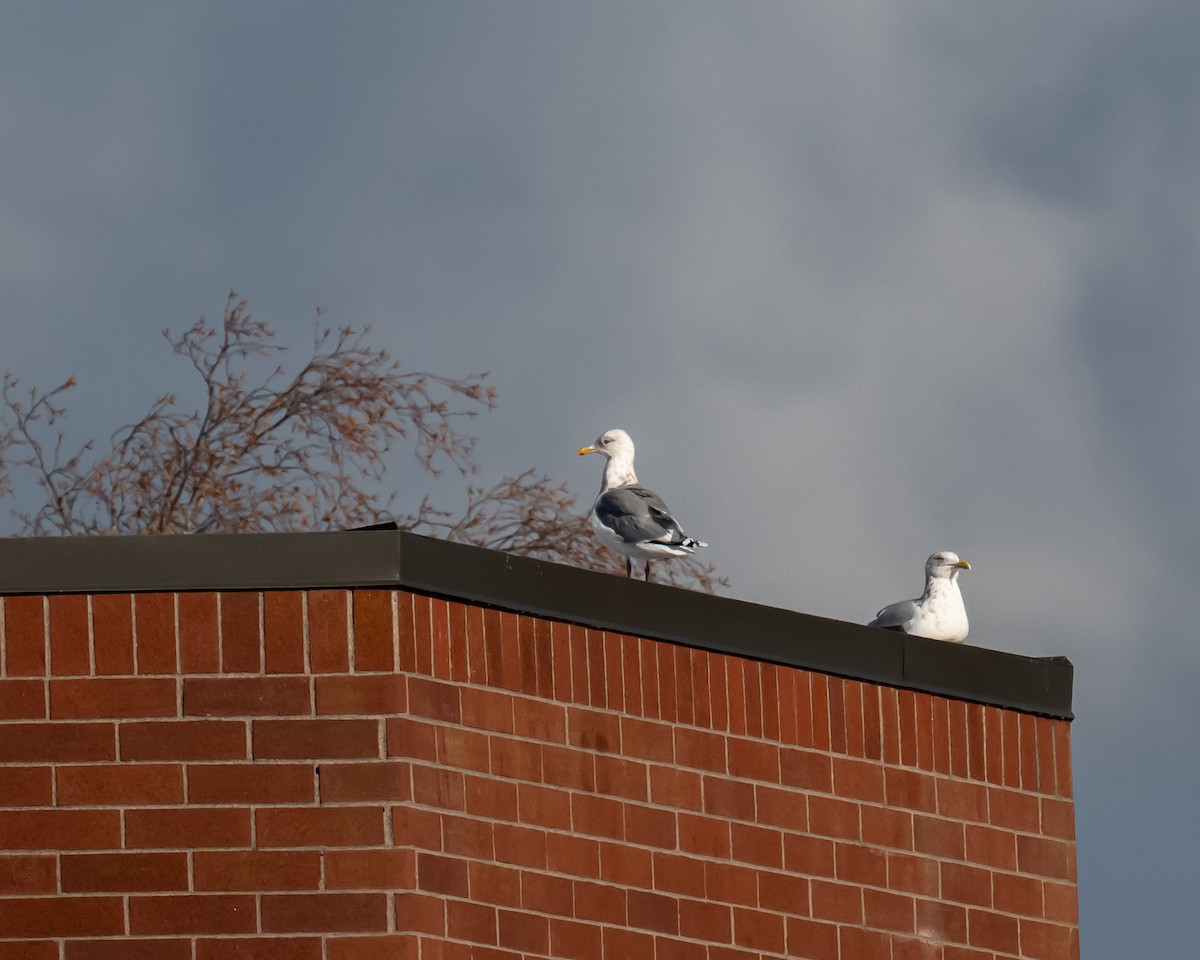 American Herring Gull - ML644574974