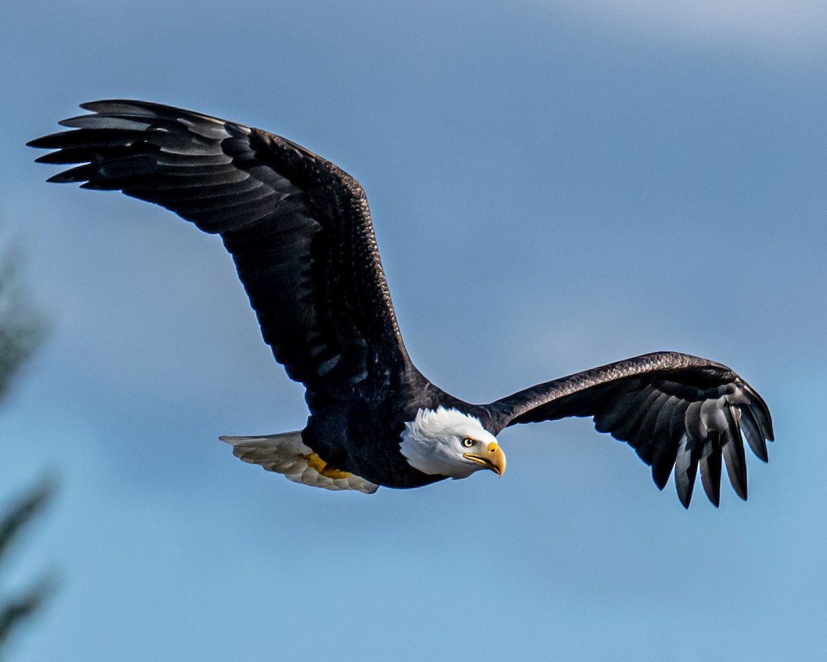 Bald Eagle - ML644574985