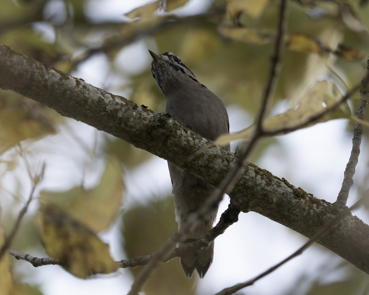 Yumuşak Tüylü Ağaçkakan - ML644574989