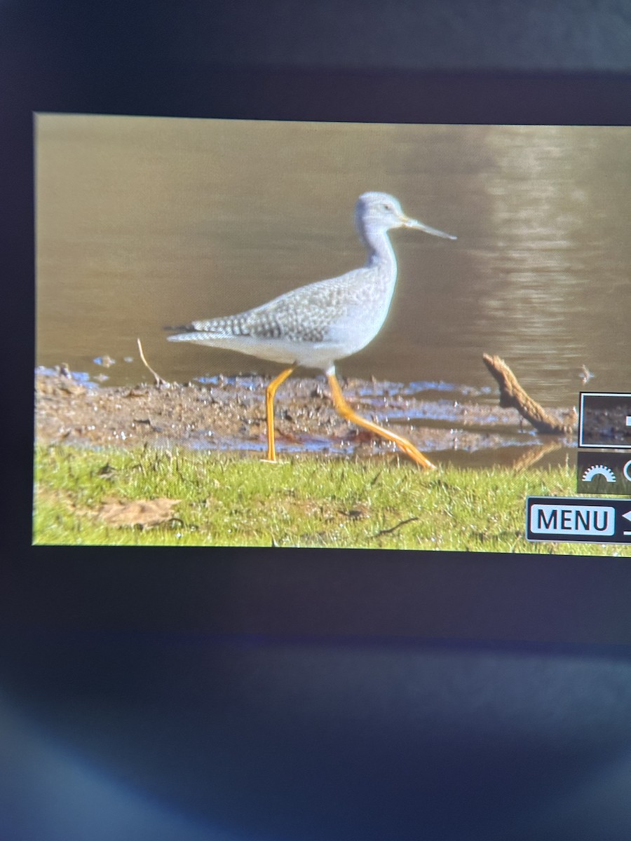 Greater Yellowlegs - ML644574992