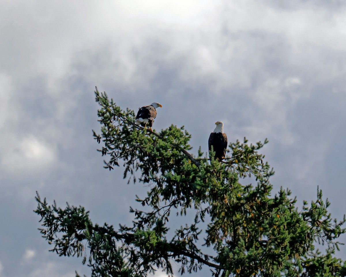 Bald Eagle - ML644574996