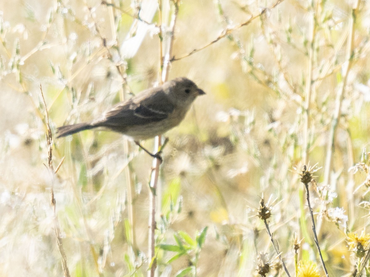 Lazuli Bunting - ML644575002