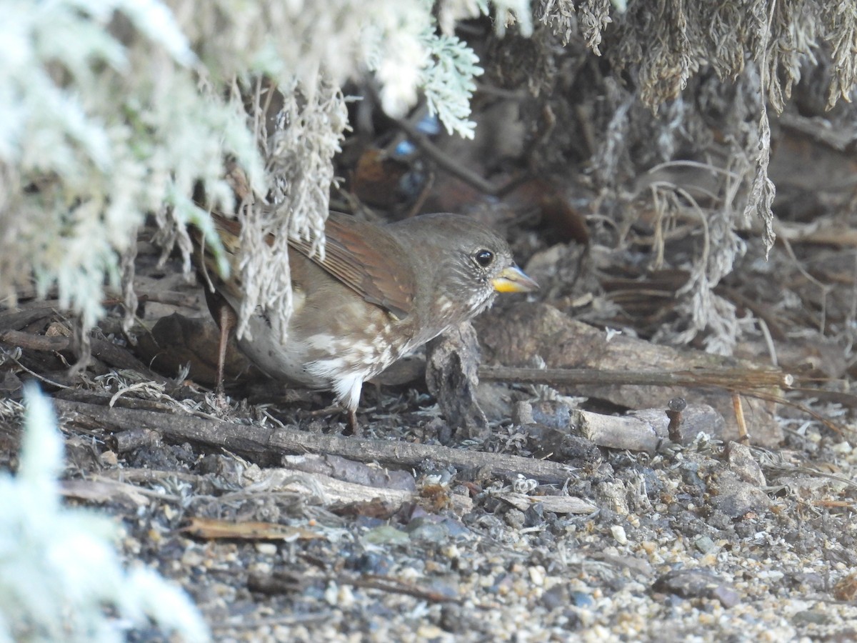 strnadec kaštanový [skupina unalaschcensis] - ML644575009