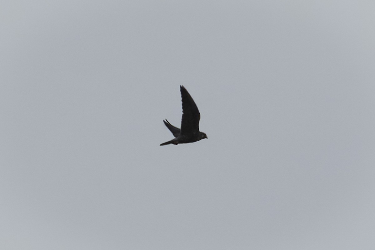 Peregrine Falcon - ML644575014