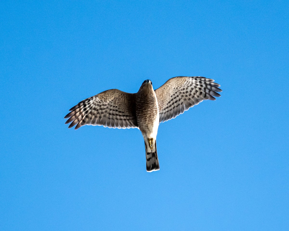 Sharp-shinned Hawk - ML644575015