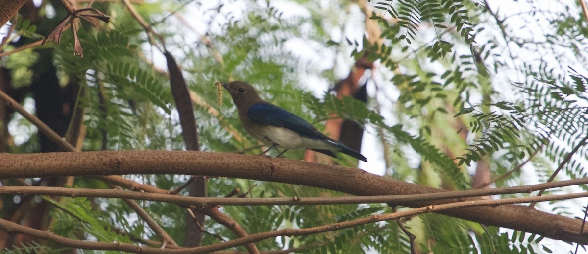 Blue-and-white Flycatcher - ML644575030