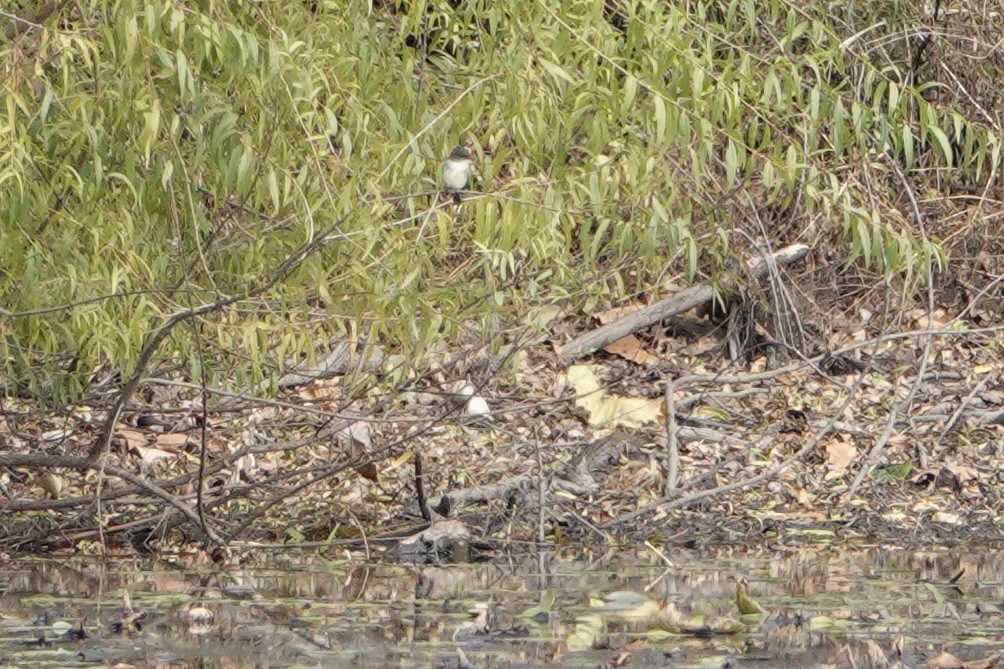Eastern Phoebe - ML644575031