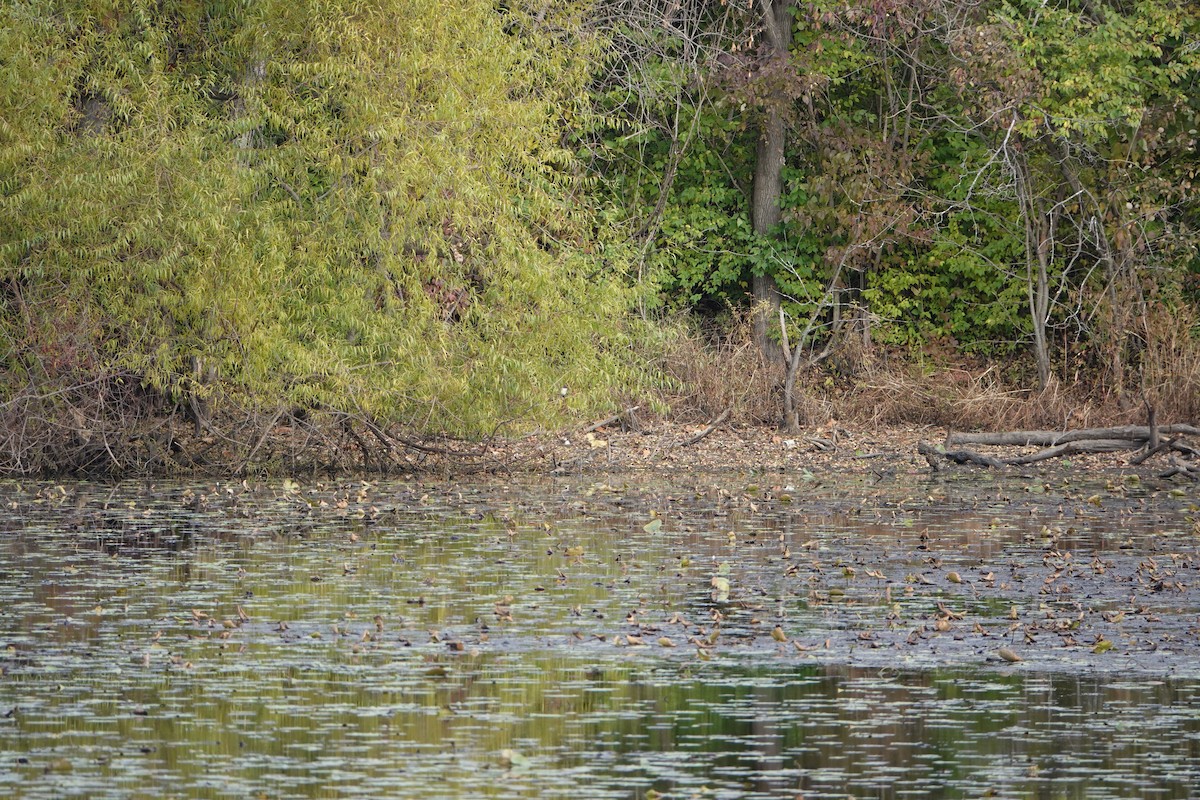 Eastern Phoebe - ML644575032