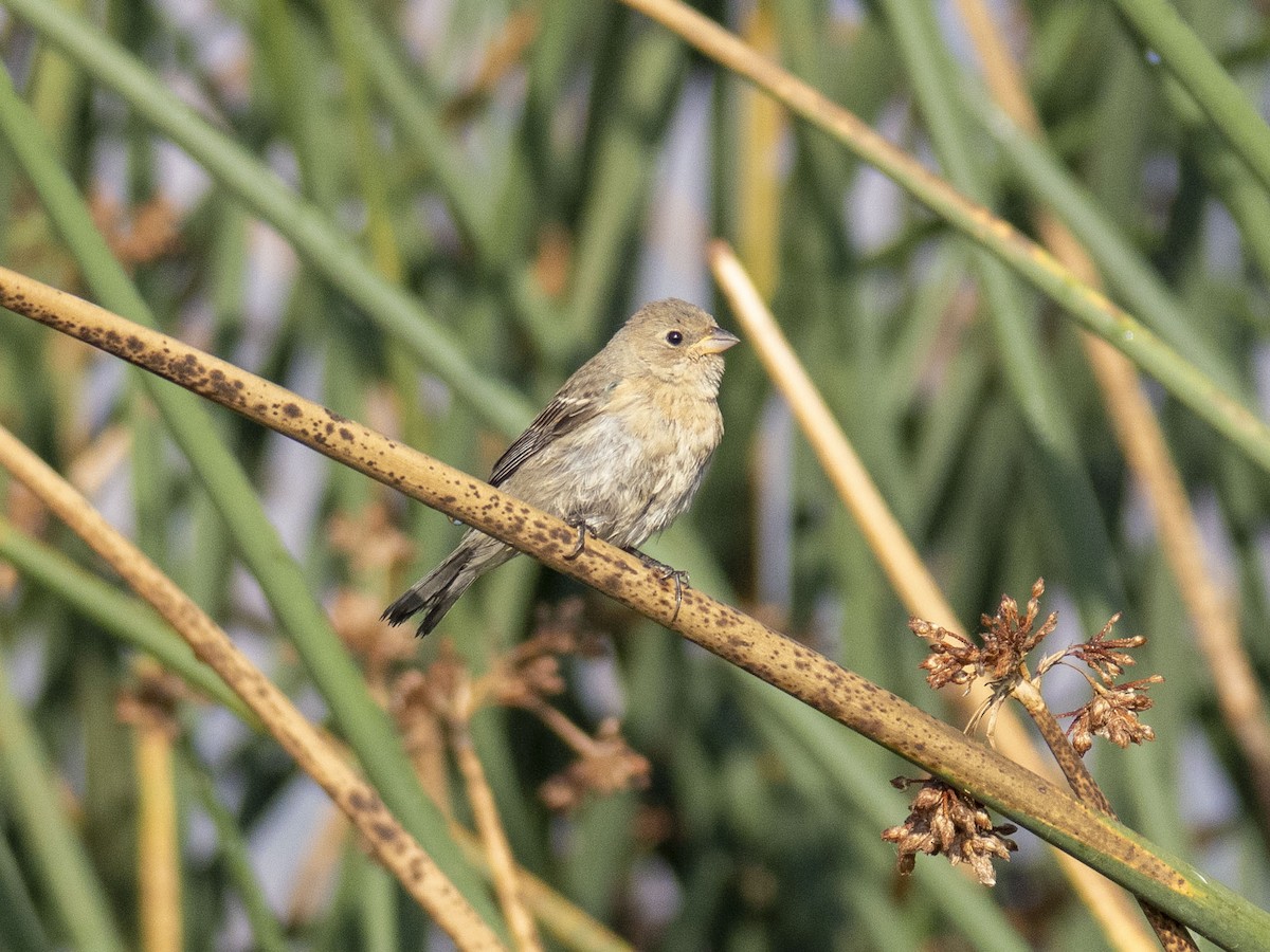 Lazuli Bunting - ML644575036