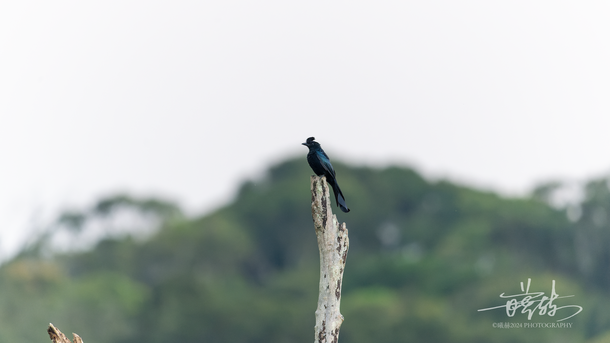 Büyük Raket Kuyruklu Drongo - ML644575037