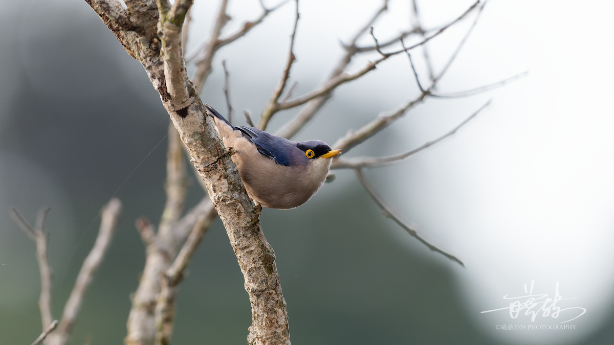 Sarı Gagalı Sıvacı - ML644575039