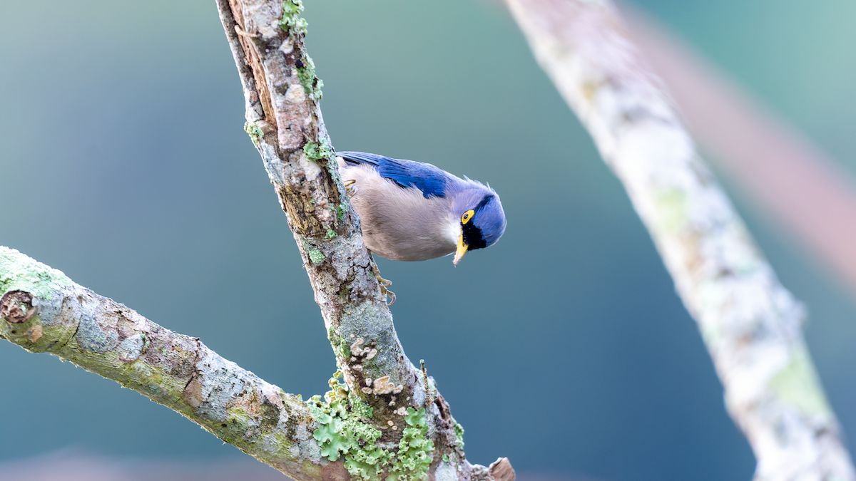 Sarı Gagalı Sıvacı - ML644575040