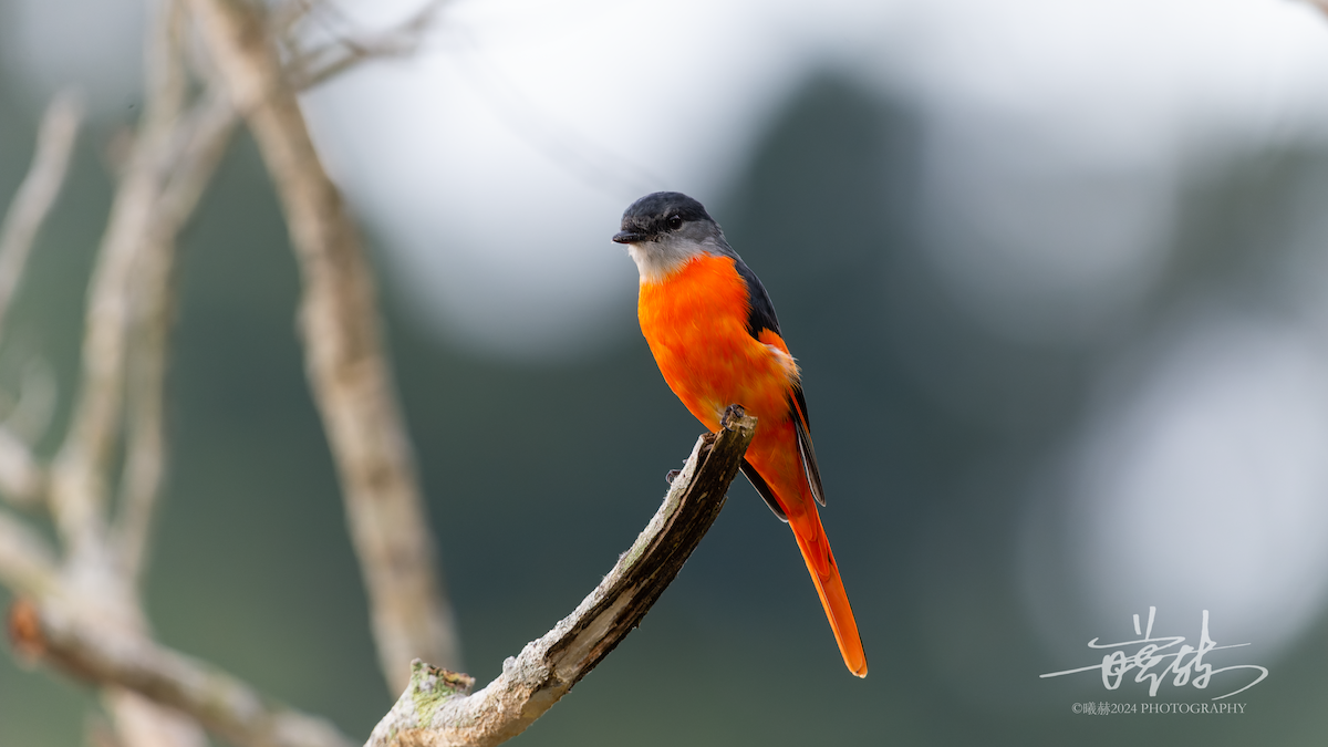 Gri Yanaklı Minivet - ML644575043