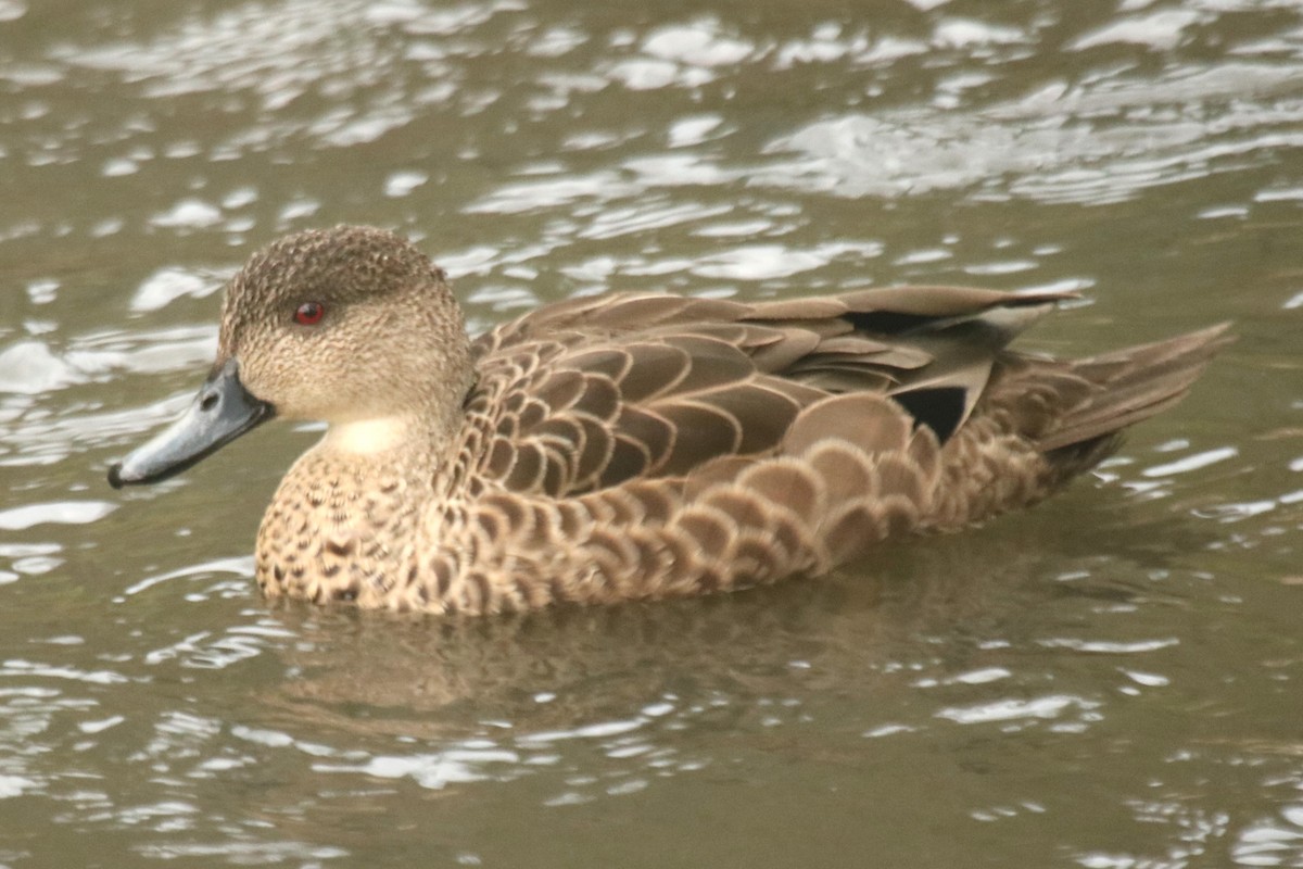 ハイイロコガモ - ML644575049