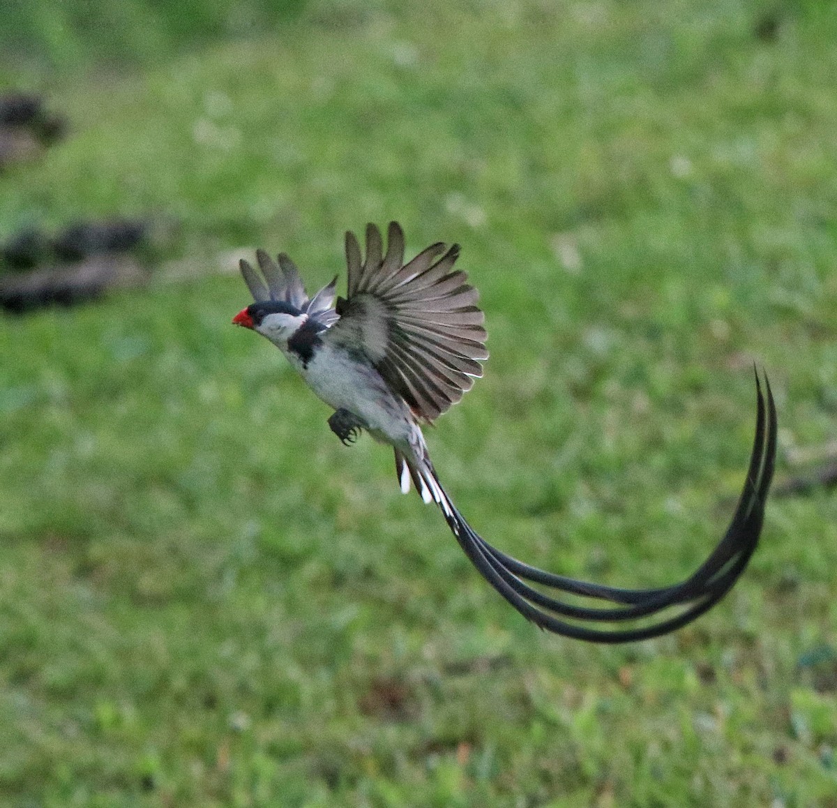 dominikanerenke - ML644575052