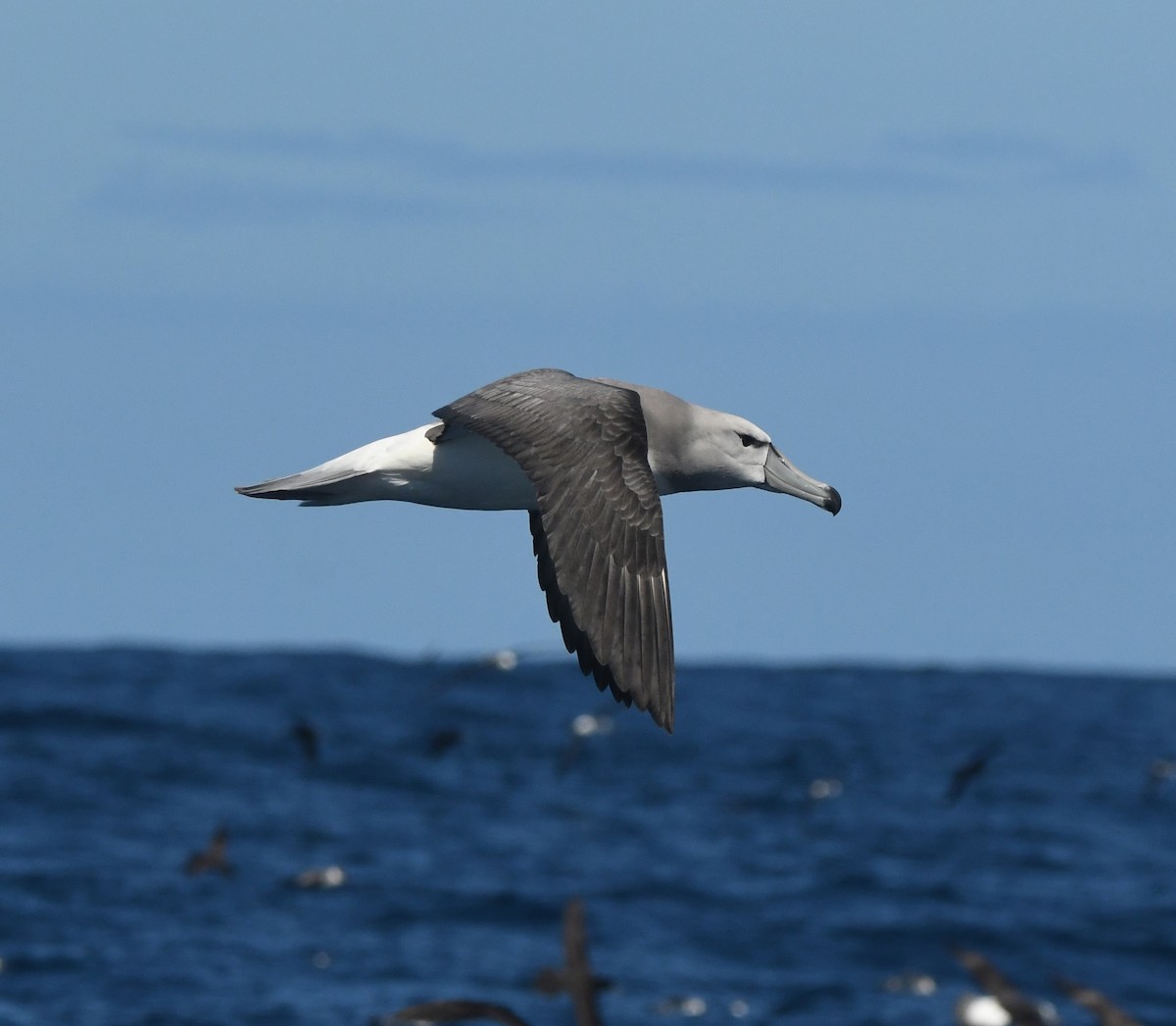 White-capped Albatross - ML644575054