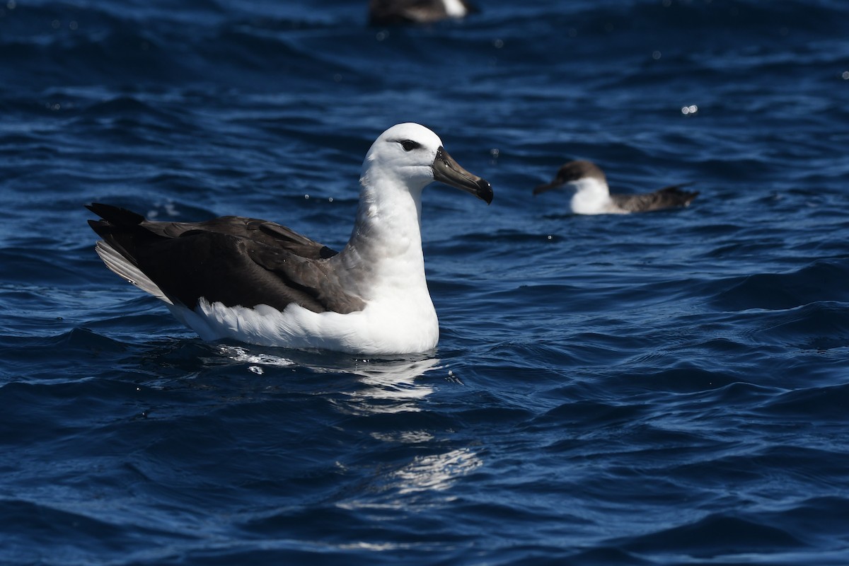 Black-browed Albatross (Black-browed) - ML644575067