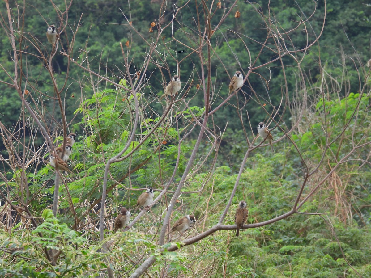 Ağaç Serçesi - ML644575076