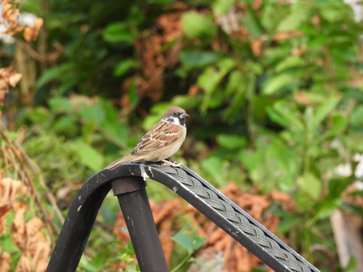 Ağaç Serçesi - ML644575077