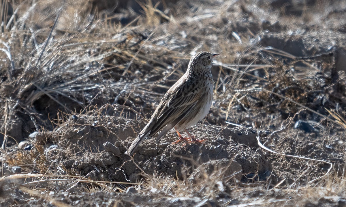 Puna Pipit - ML644575082