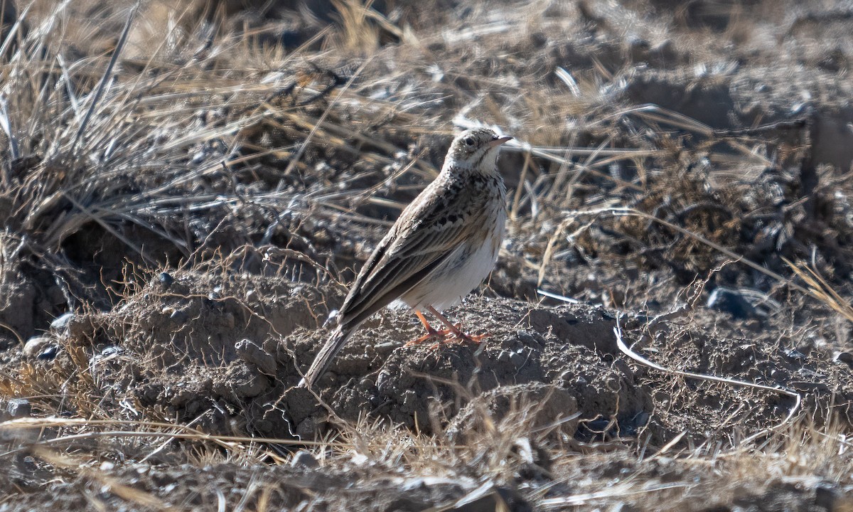 Puna Pipit - ML644575083