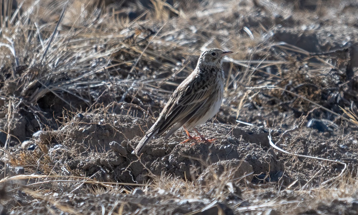 Puna Pipit - ML644575084